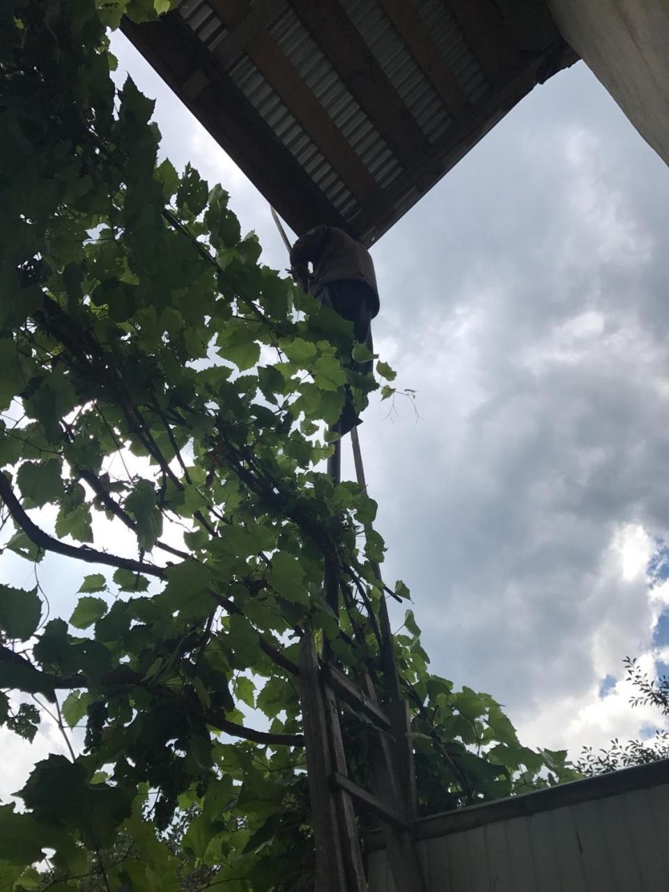 Guesthouse Chela Mestia Zewnętrze zdjęcie